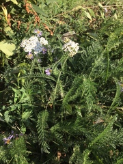 Achillea millefolium