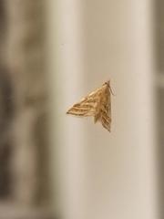 Leptosteges parthenialis