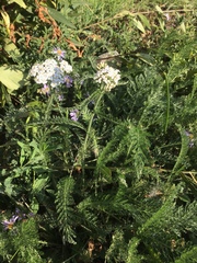 Achillea millefolium