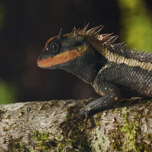 Forest Garden Lizard, photo 5 of 10