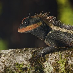 Forest Garden Lizard photo 5