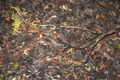 Cyrtodactylus darmandvillei