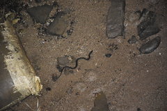 Cerberus schneiderii