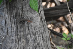 Sphenomorphus melanopogon