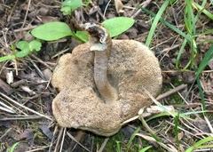 Leccinellum quercophilum