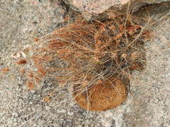Cyperus granitophilus