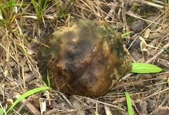 Leccinellum quercophilum