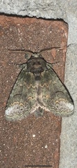 Rifargia subrotata