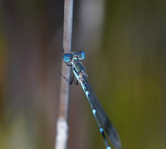 Austrolestes minjerriba