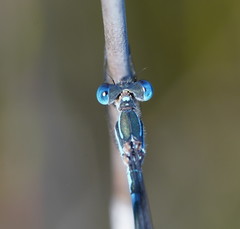 Austrolestes minjerriba