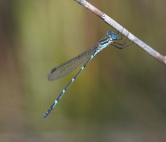 Austrolestes minjerriba
