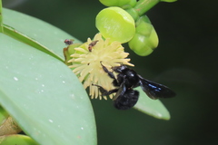 Bombus pullatus