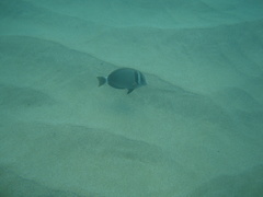 Acanthurus leucopareius