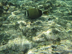 Acanthurus leucopareius