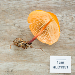 Marasmius cladophyllus