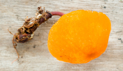 Marasmius cladophyllus