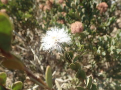 Melaleuca nesophila