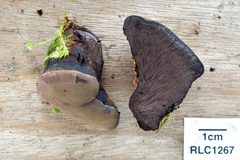 Pyrenopolyporus symphyon