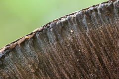 Pyrenopolyporus symphyon