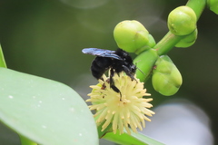 Bombus pullatus