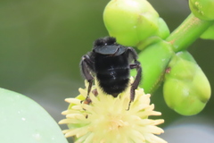 Bombus pullatus