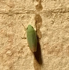 Memnonia flavida