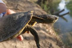 Trachemys gaigeae