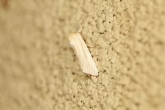 Acronicta insularis