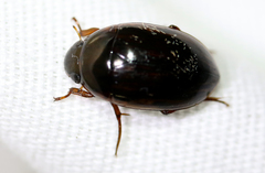 Tropisternus collaris viridis