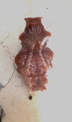 Troidini