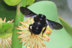 Bombus pullatus