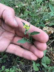 Sisymbrium officinale