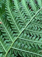 Oreopteris quelpartensis