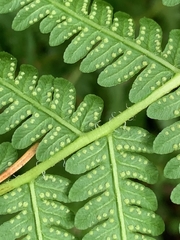 Oreopteris quelpartensis