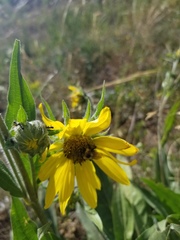 Wyethia amplexicaulis