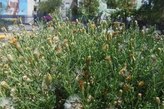 Brickellia eupatorioides chlorolepis