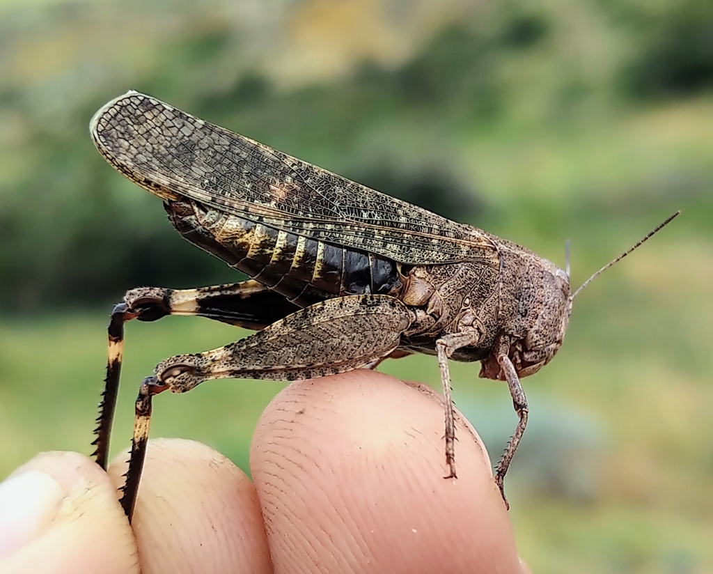 Red-winged Grasshopper