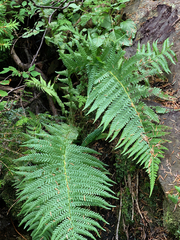 Oreopteris quelpartensis