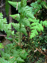 Oreopteris quelpartensis