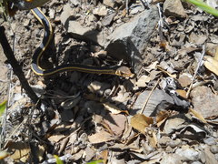 Masticophis lateralis euryxanthus