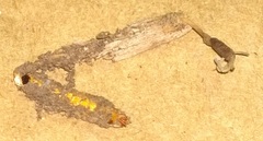 Cordyceps stylophora image