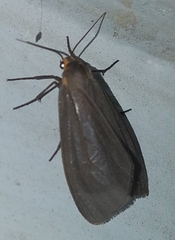 Pagara simplex