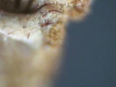 Hydnoporia olivacea image