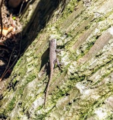 Sceloporus occidentalis