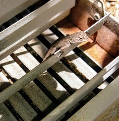 Sceloporus occidentalis