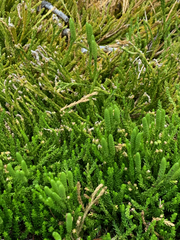 Diphasiastrum sitchense