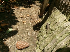 Sceloporus occidentalis