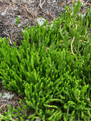 Diphasiastrum sitchense