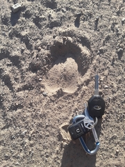 Cervus canadensis canadensis