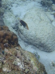 Halichoeres podostigma
